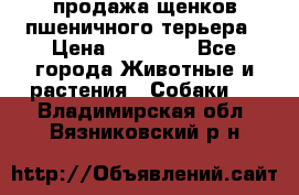 продажа щенков пшеничного терьера › Цена ­ 35 000 - Все города Животные и растения » Собаки   . Владимирская обл.,Вязниковский р-н